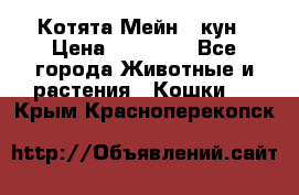 Котята Мейн - кун › Цена ­ 19 000 - Все города Животные и растения » Кошки   . Крым,Красноперекопск